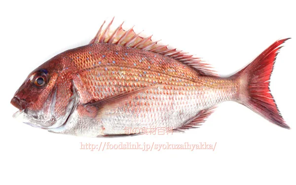 This photo is regular Madai Courtesy of Foodslink.jp