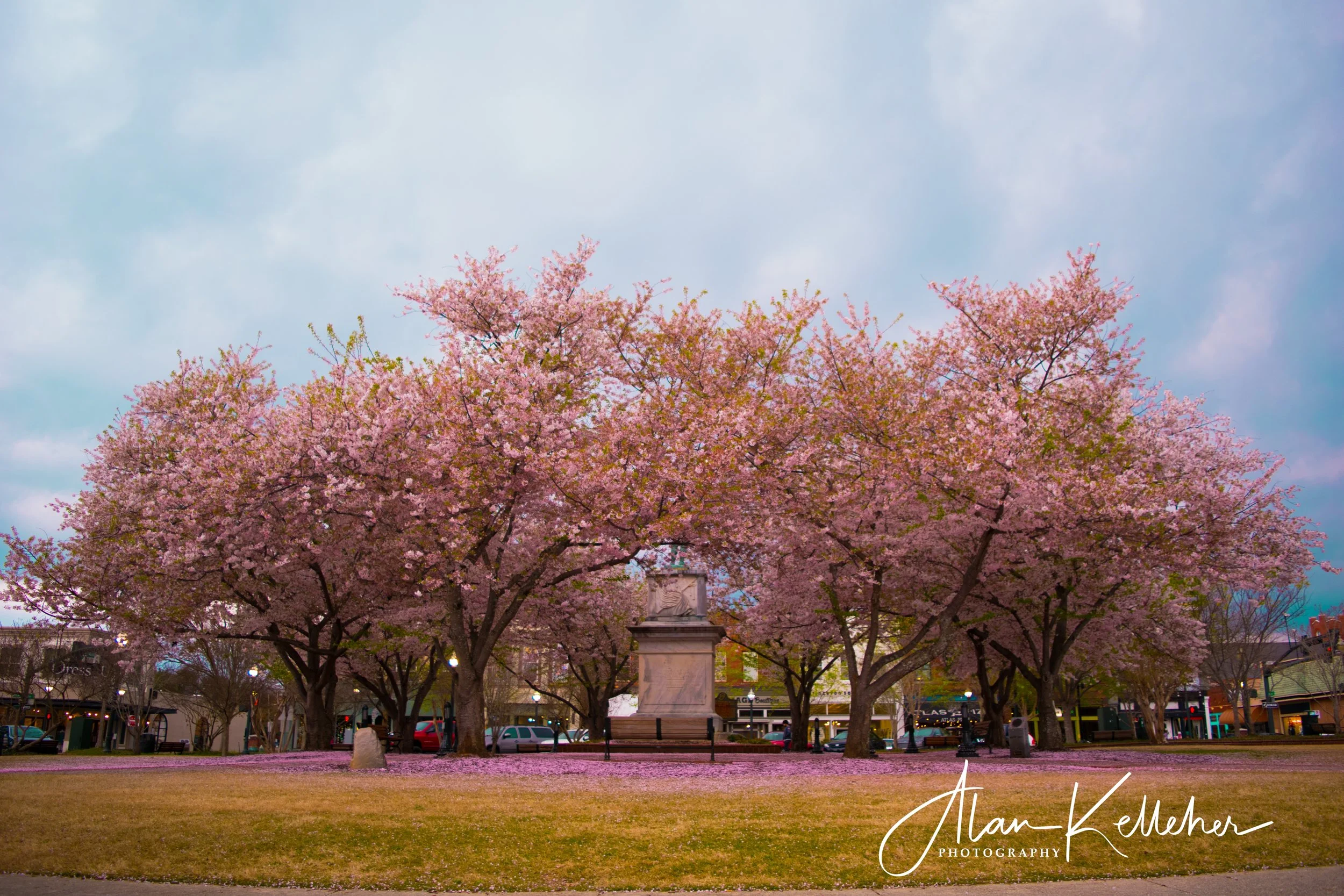 Cherry Blossoms-1.jpg