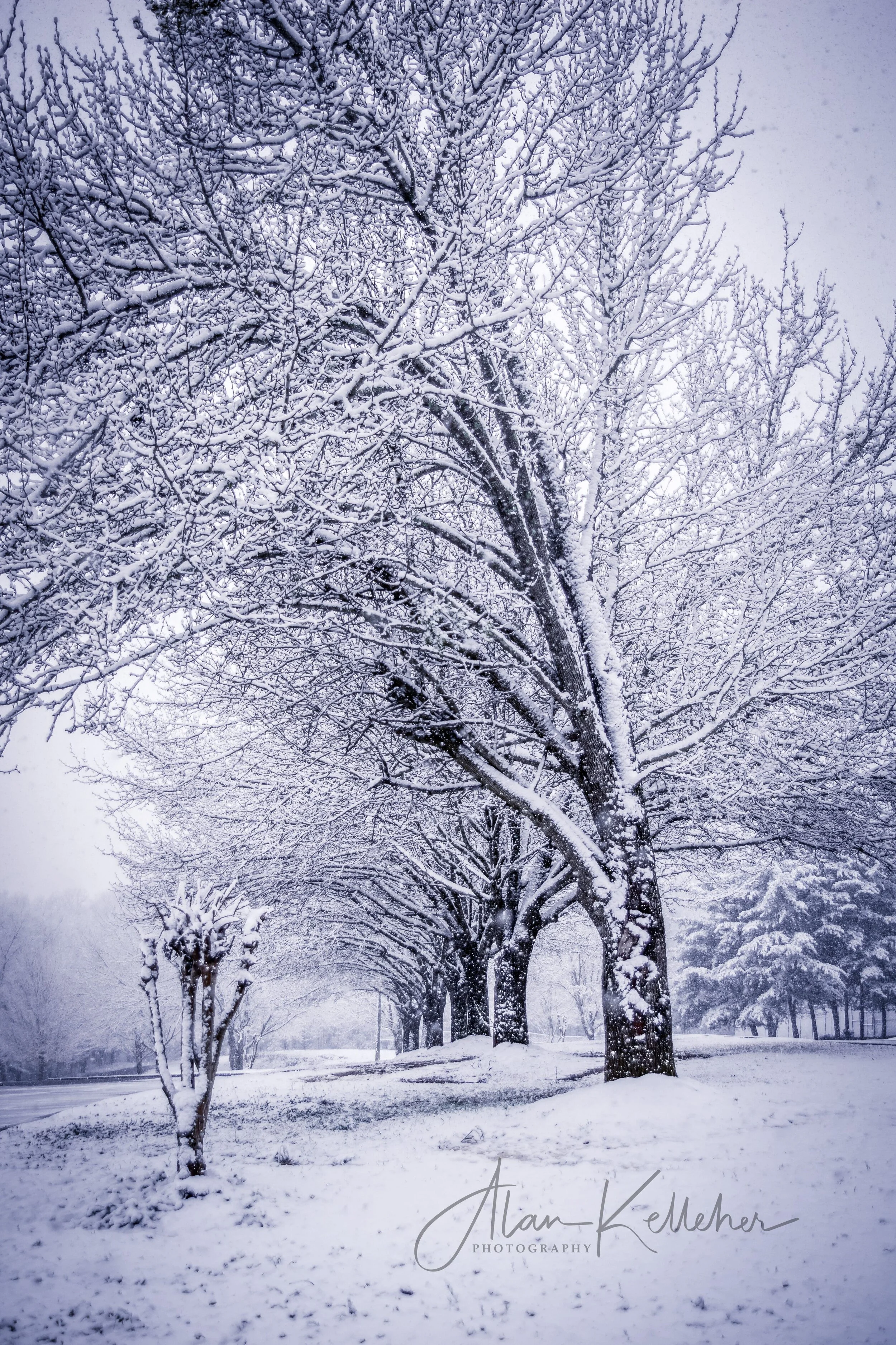 Snow at Laurel Park.jpg