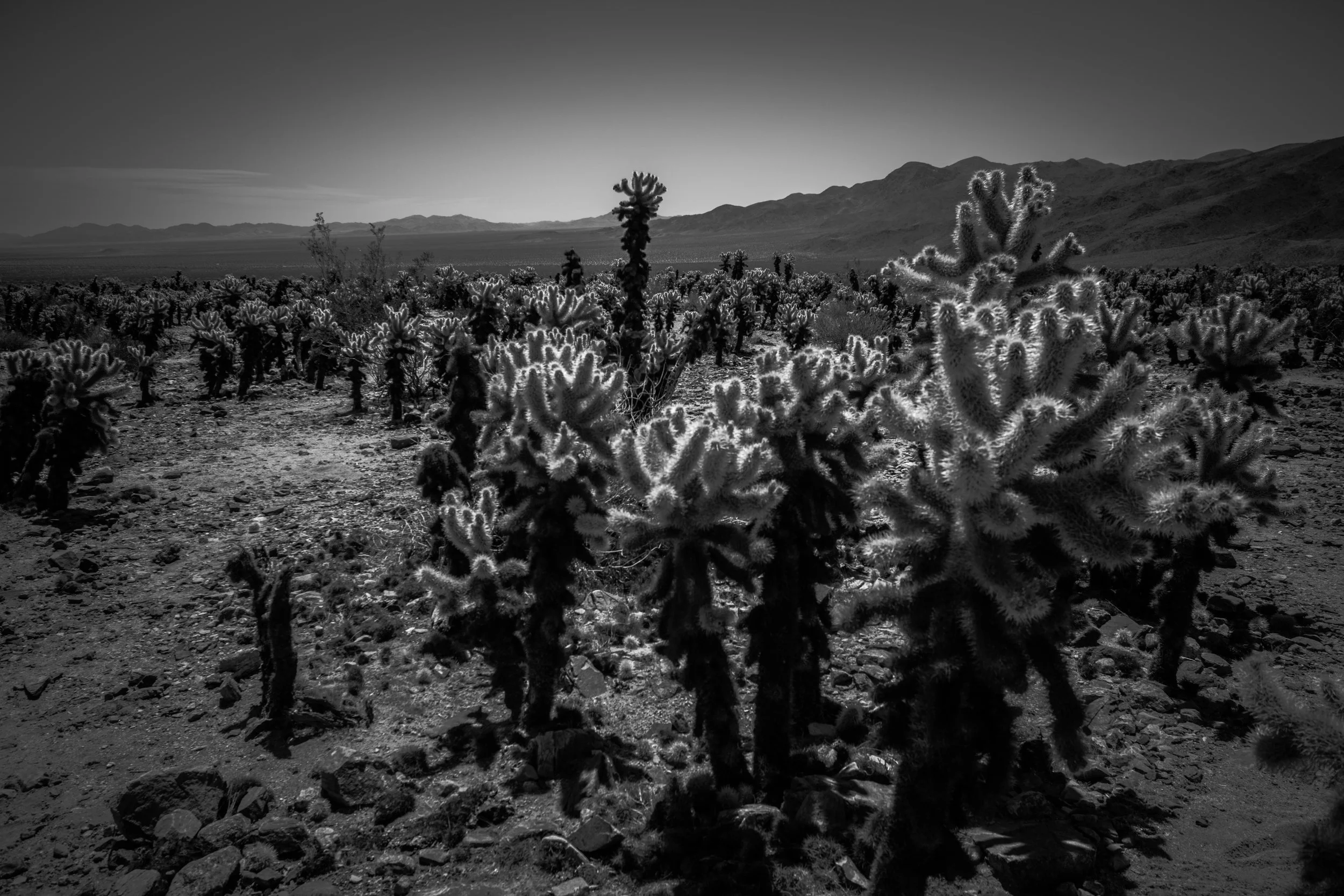 Joshua Tree-8.jpg