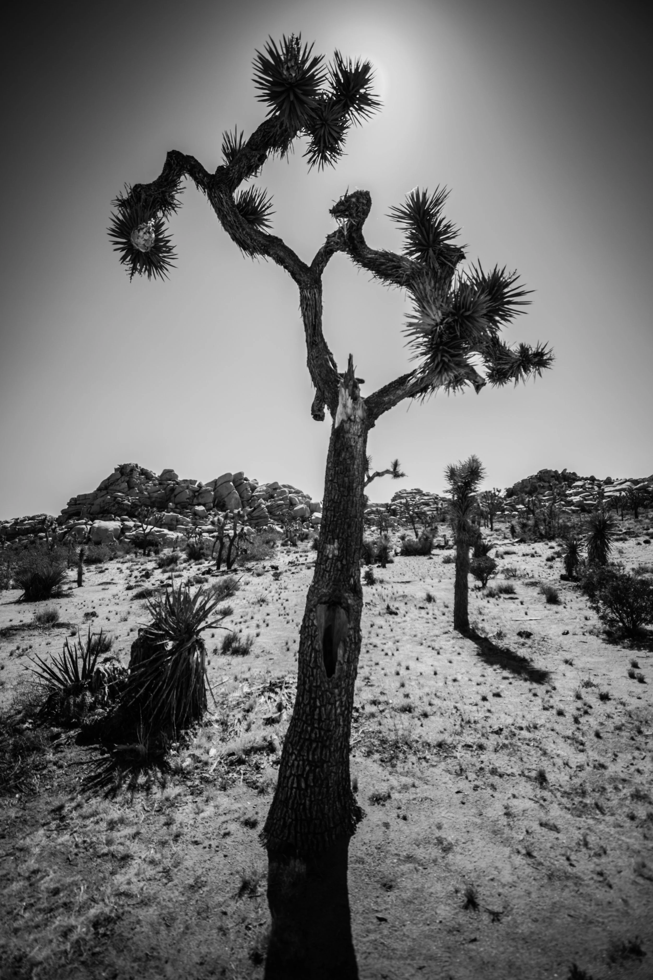 Joshua Tree-7.jpg