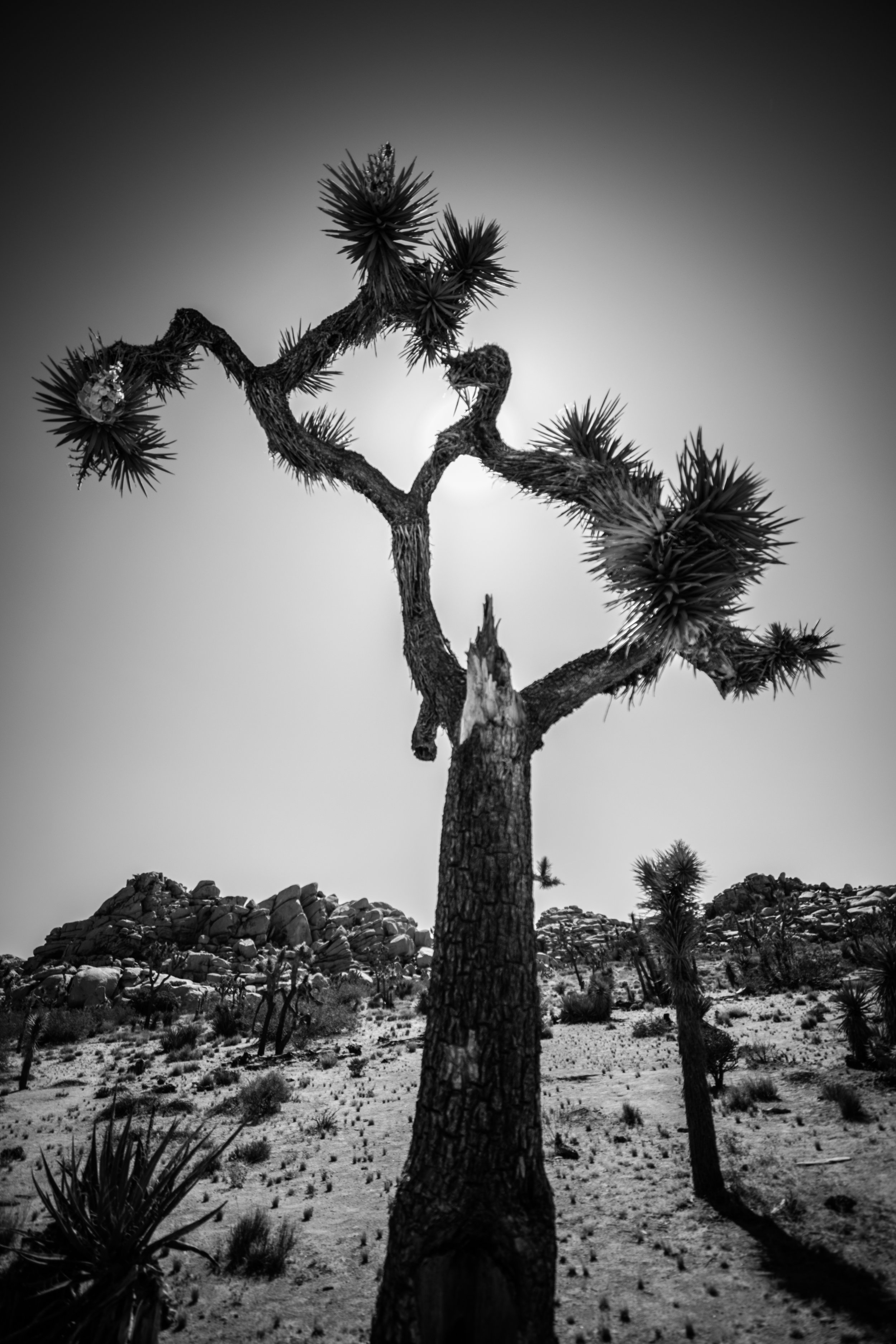 Joshua Tree-6.jpg