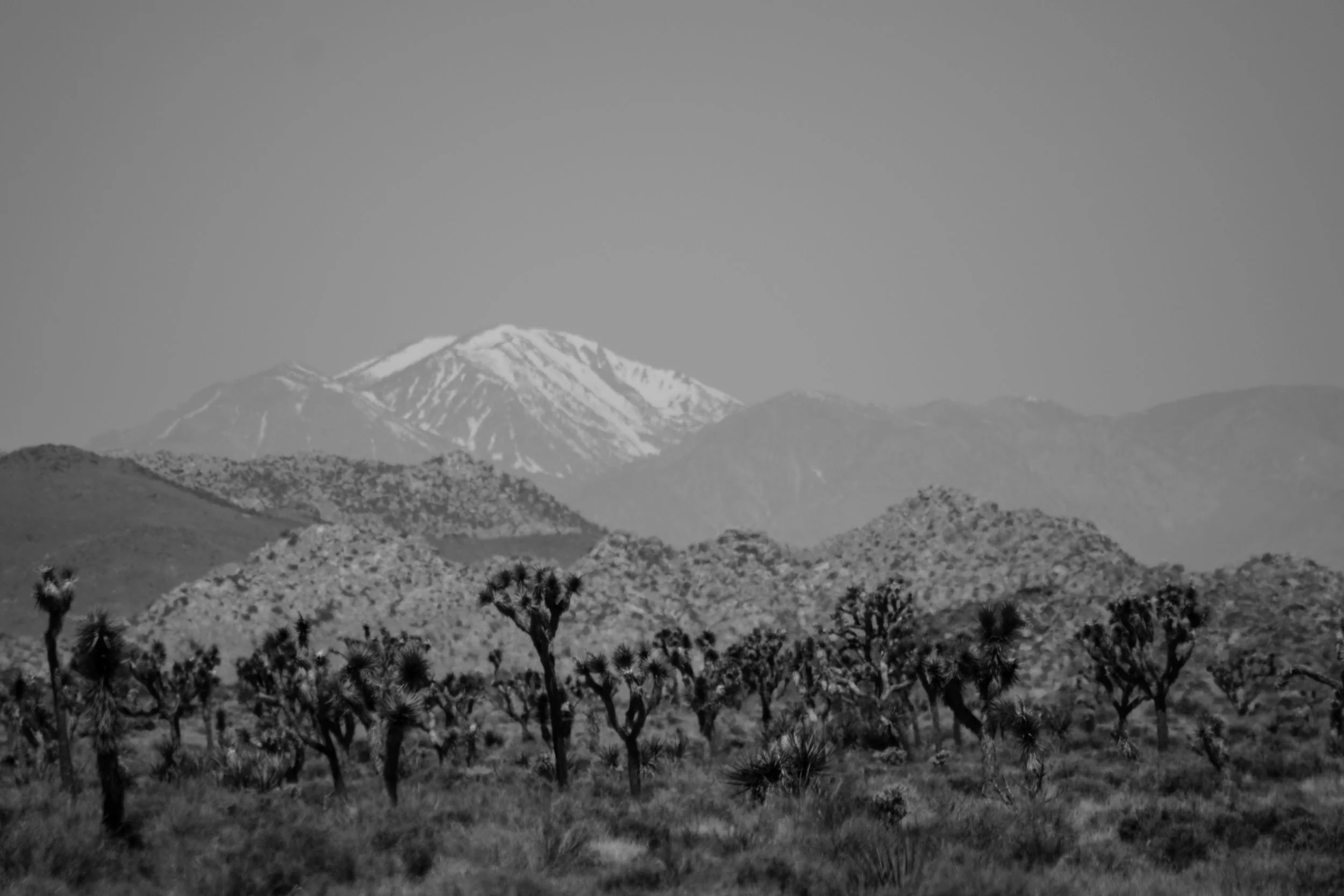 Joshua Tree-3.jpg