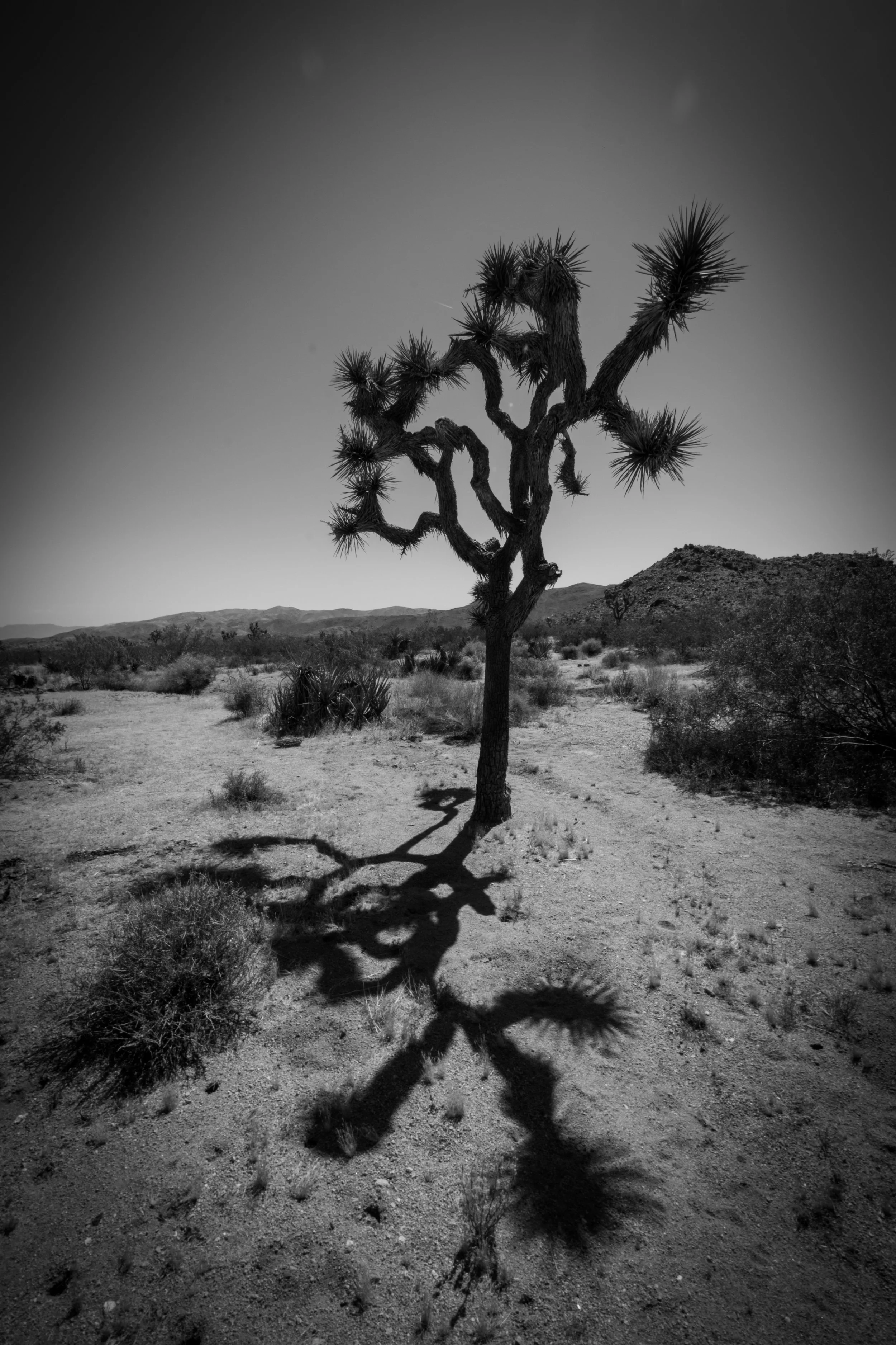Joshua Tree.jpg