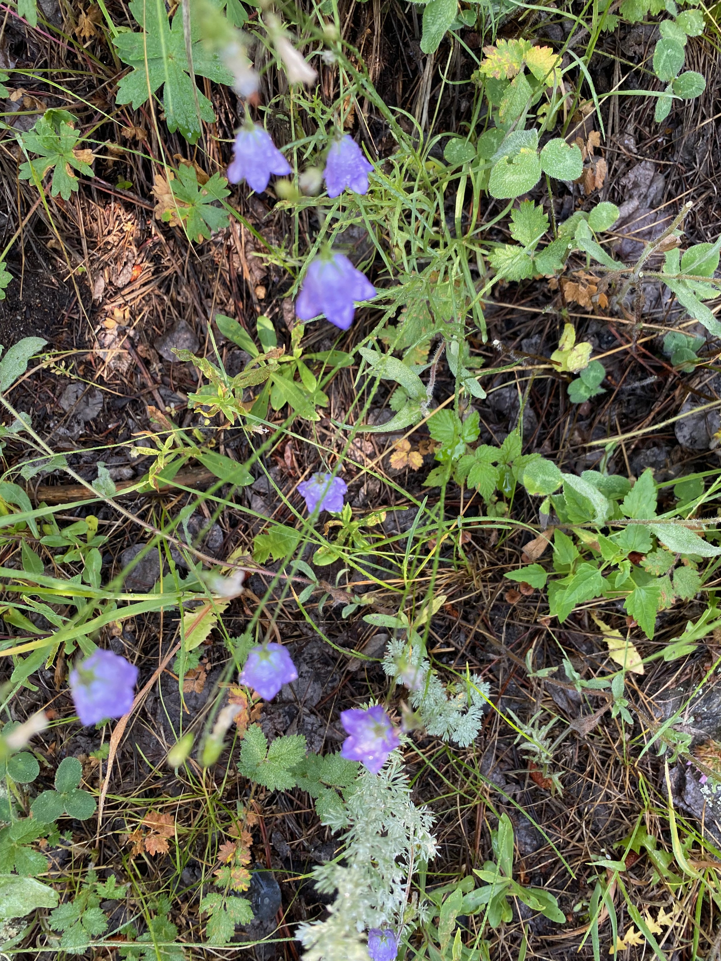 6 wildflowers again.jpeg