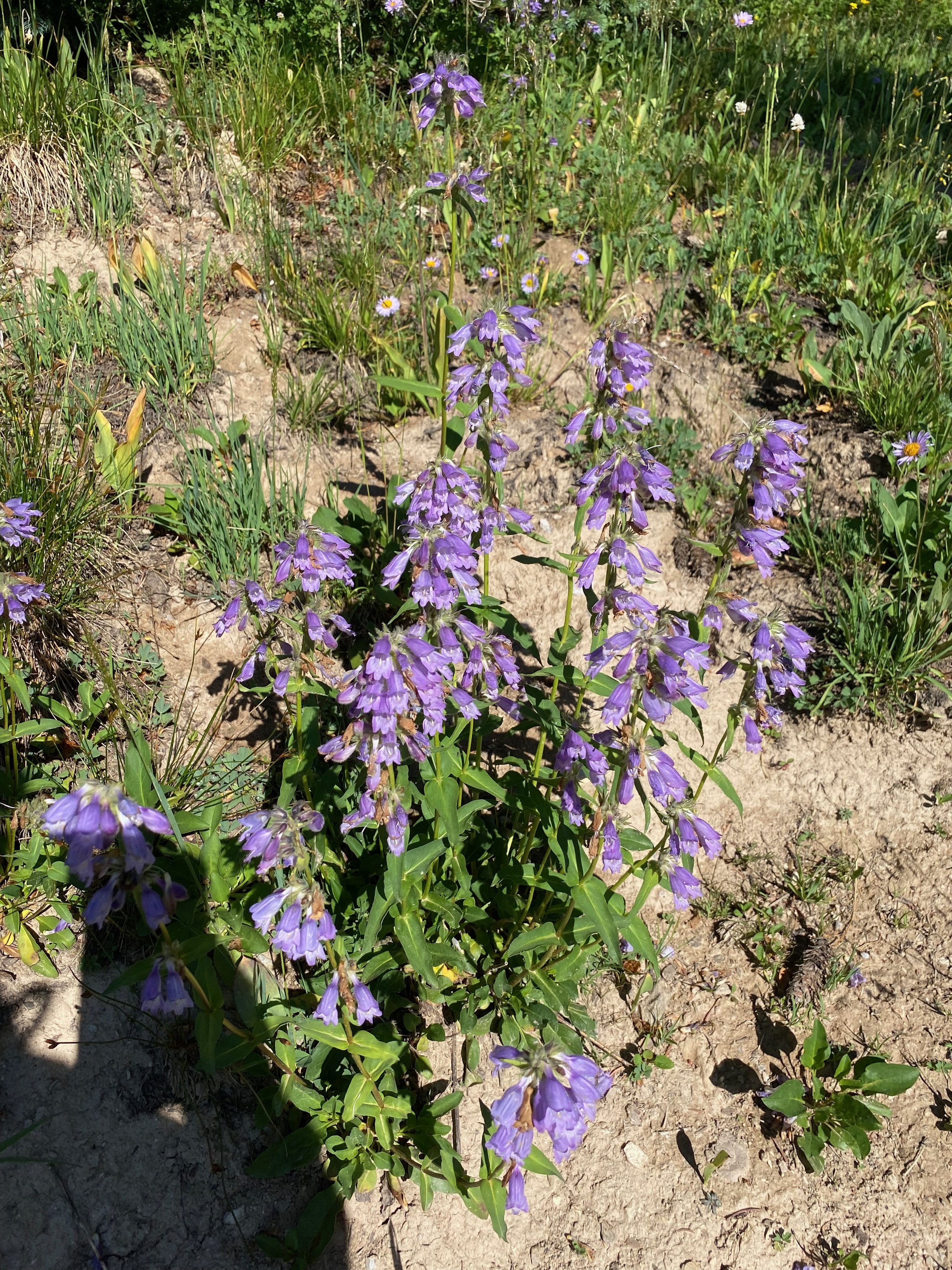 10 wildflowers on medicine bow.jpeg