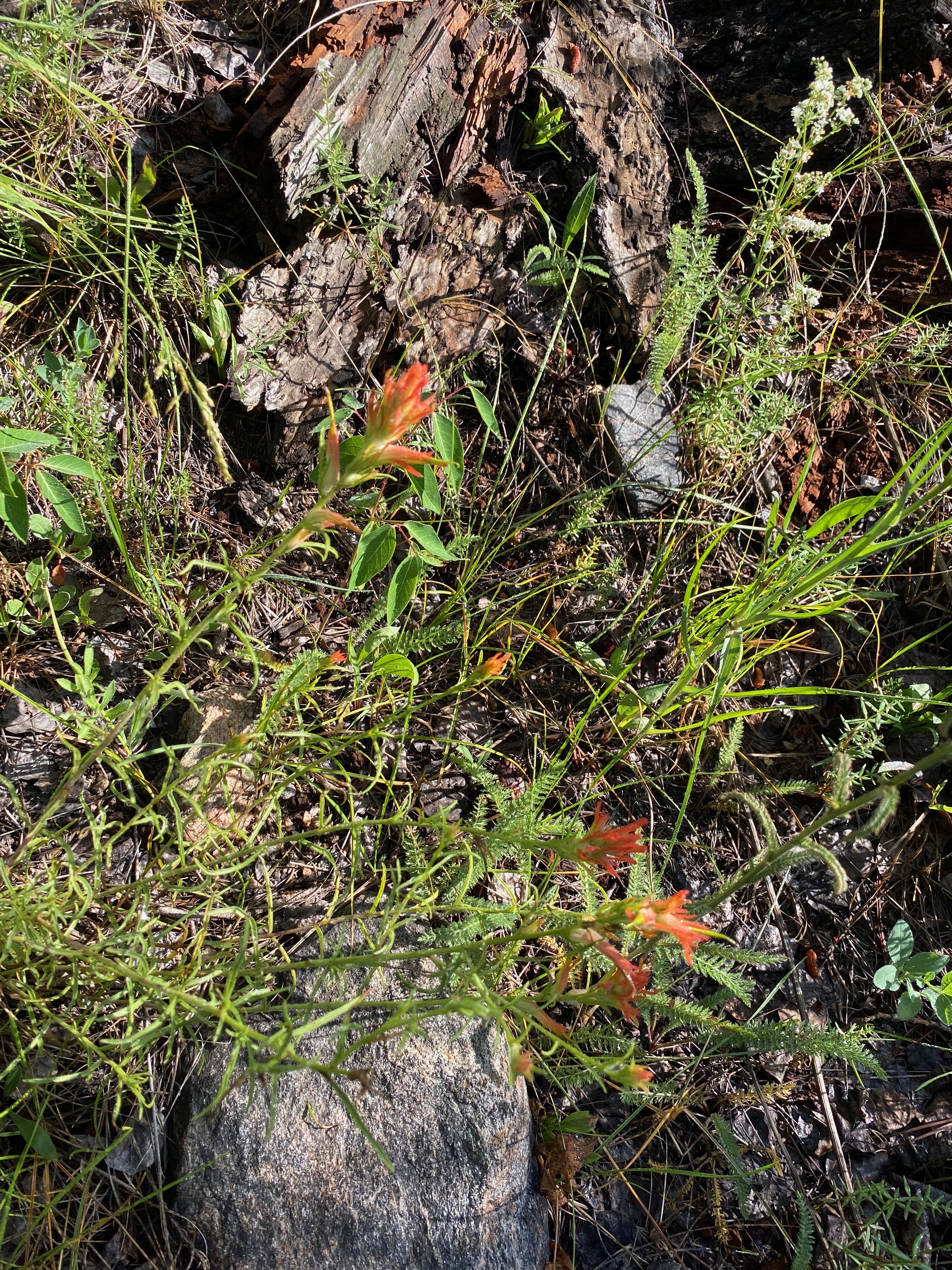 11 wildflowers on trail.jpeg