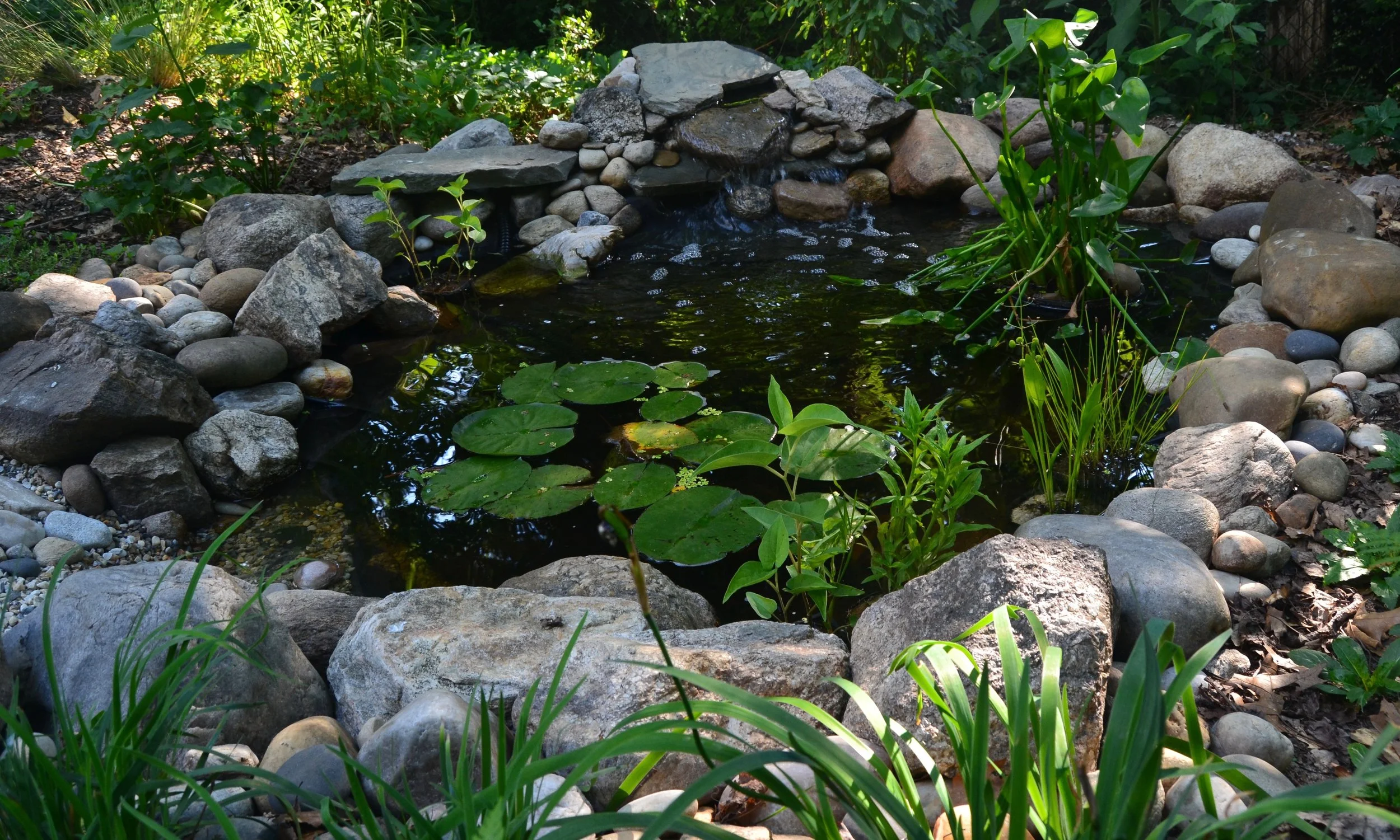 pond.jpg