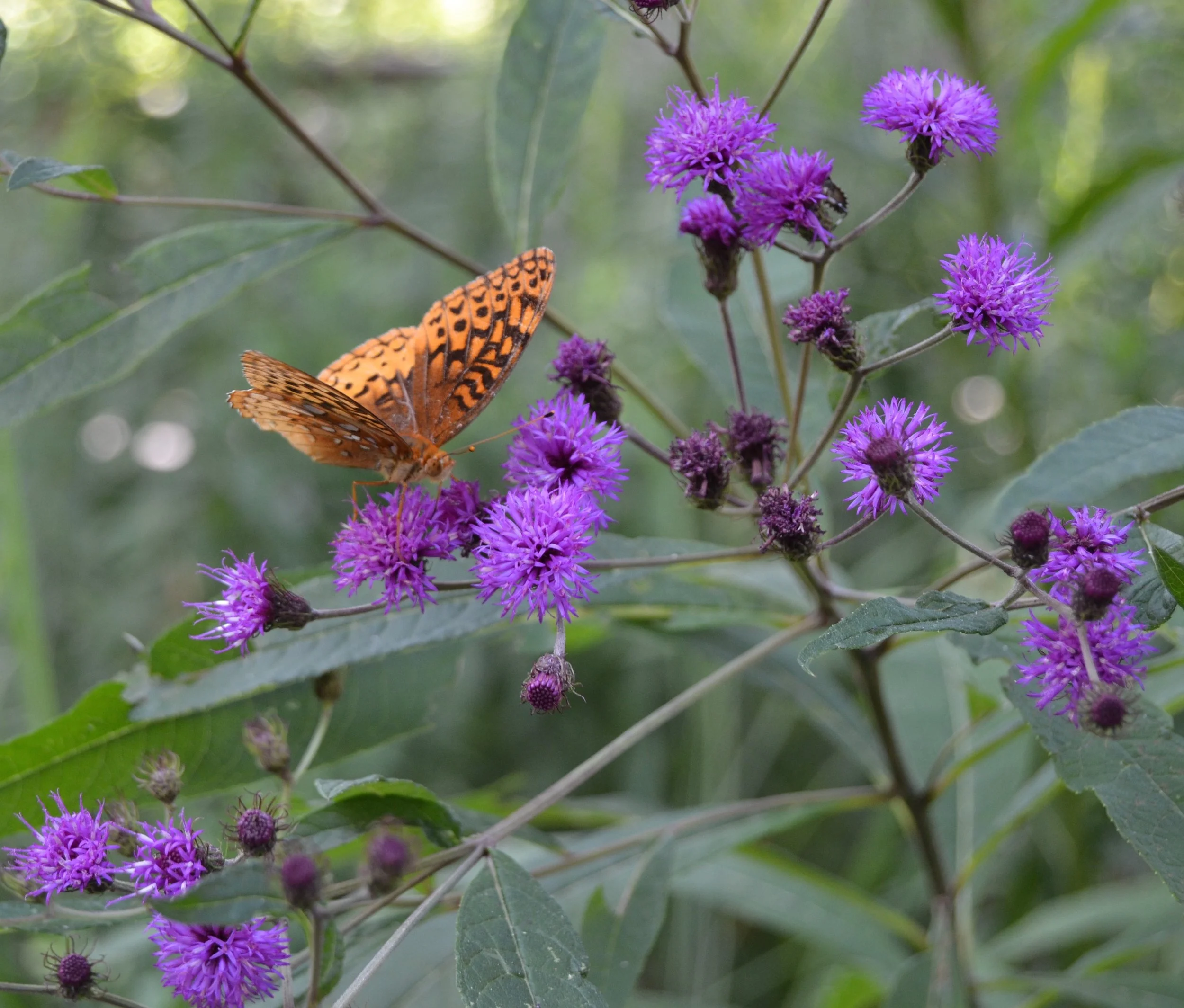 Vernonia noveboracensis.jpg