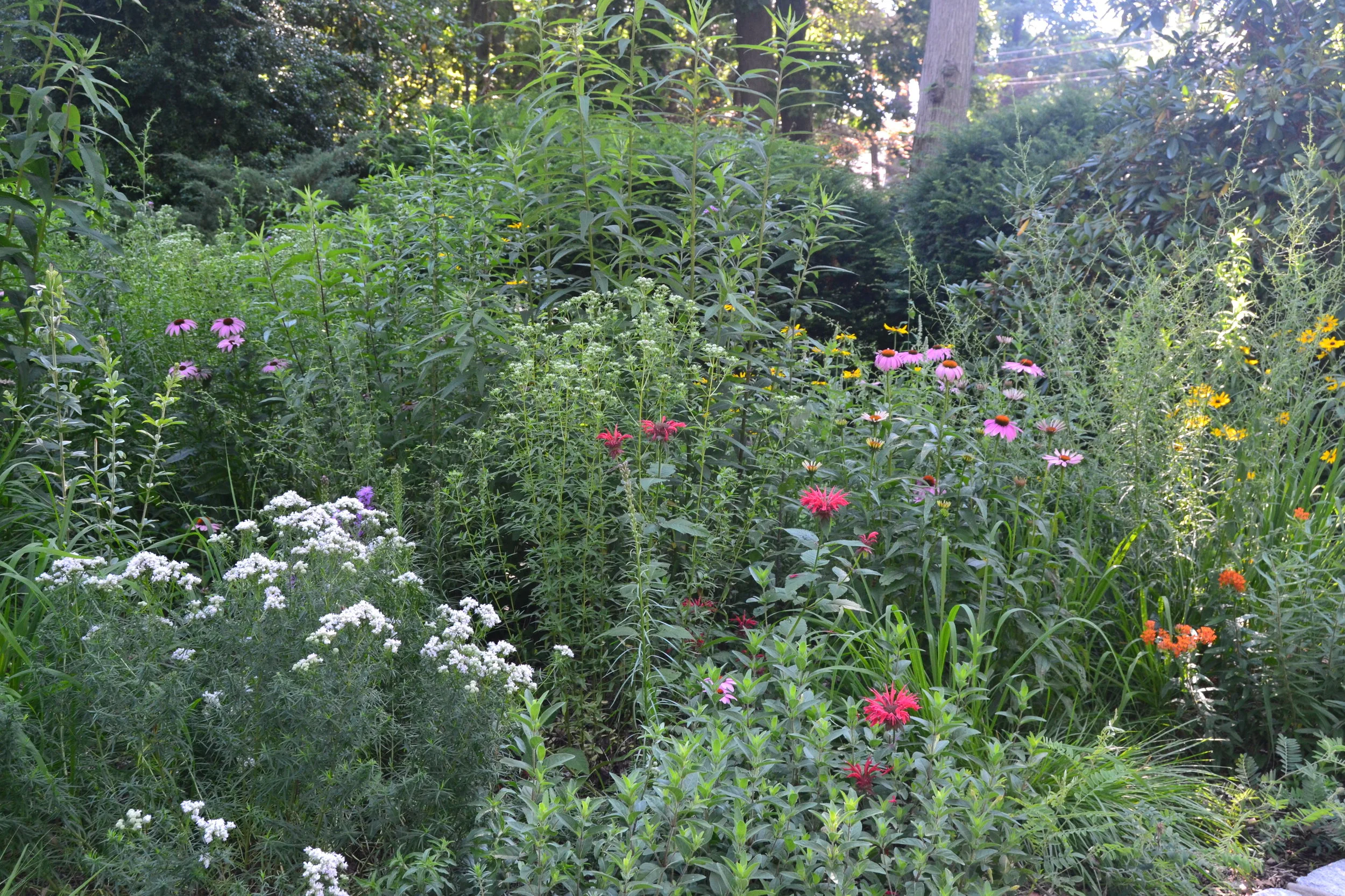 early summer 2016.jpg