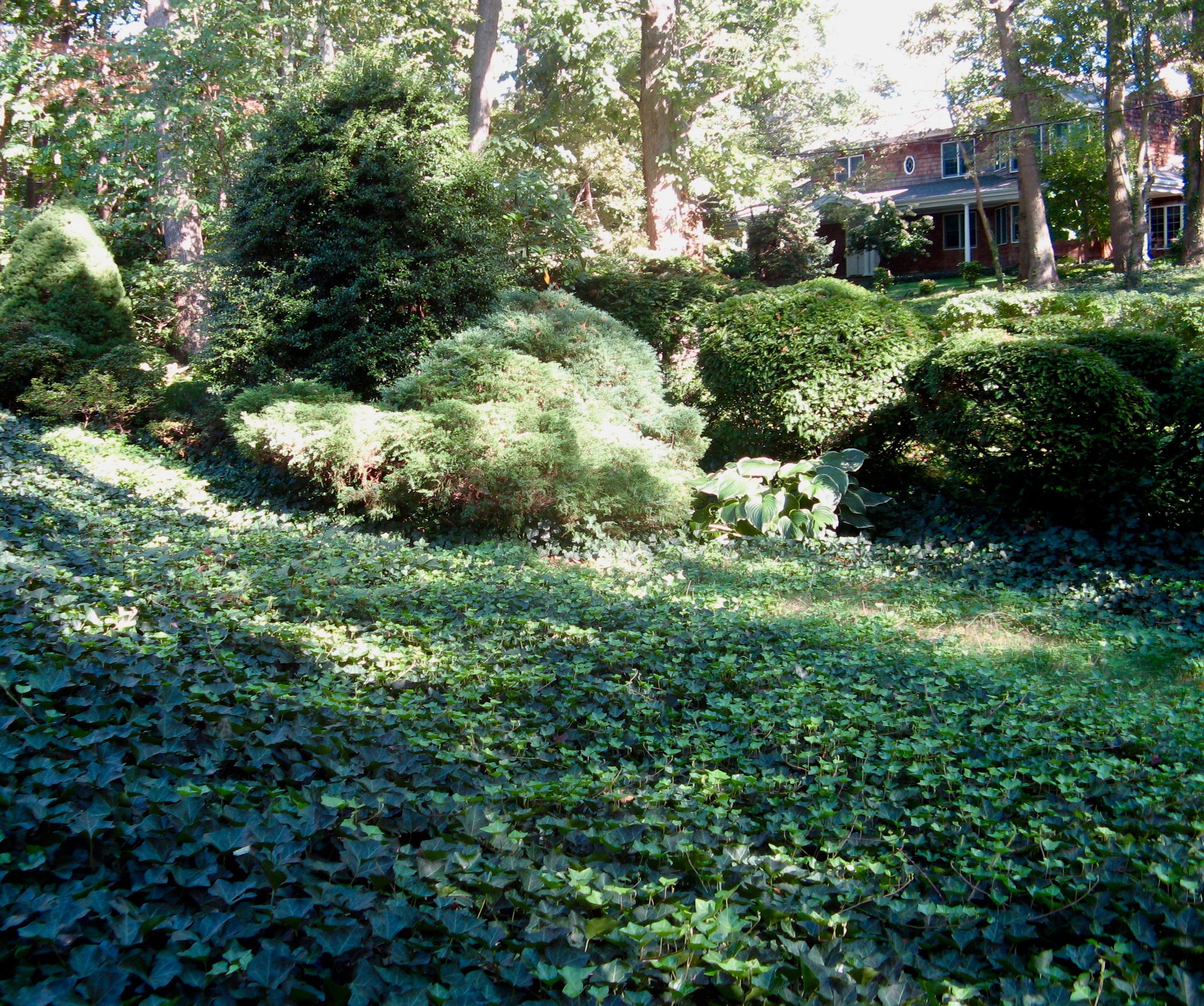 Ivy-covered Lawn