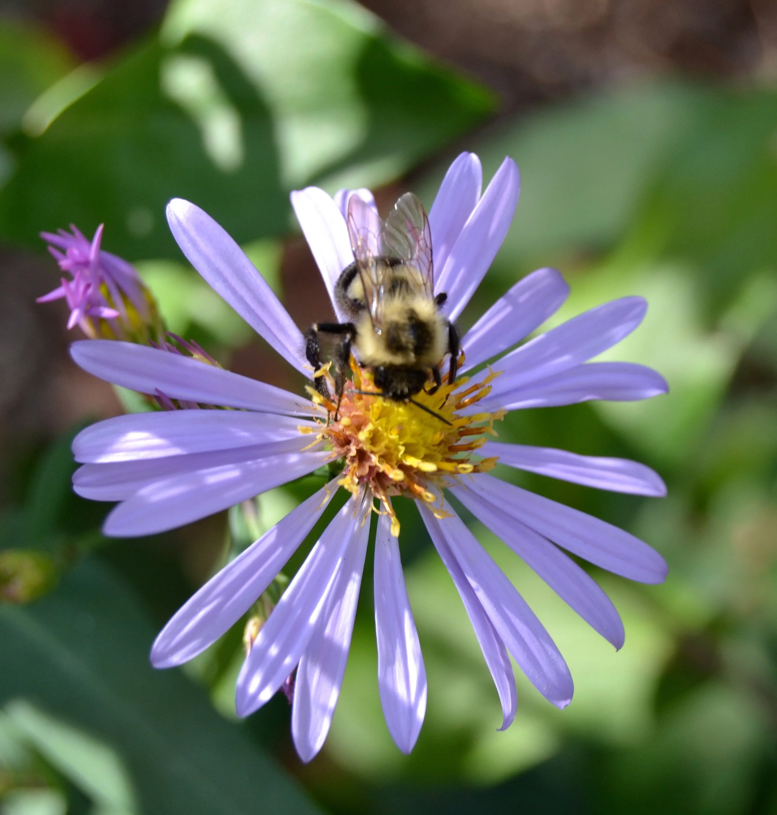 Smooth Blue Aster.jpg