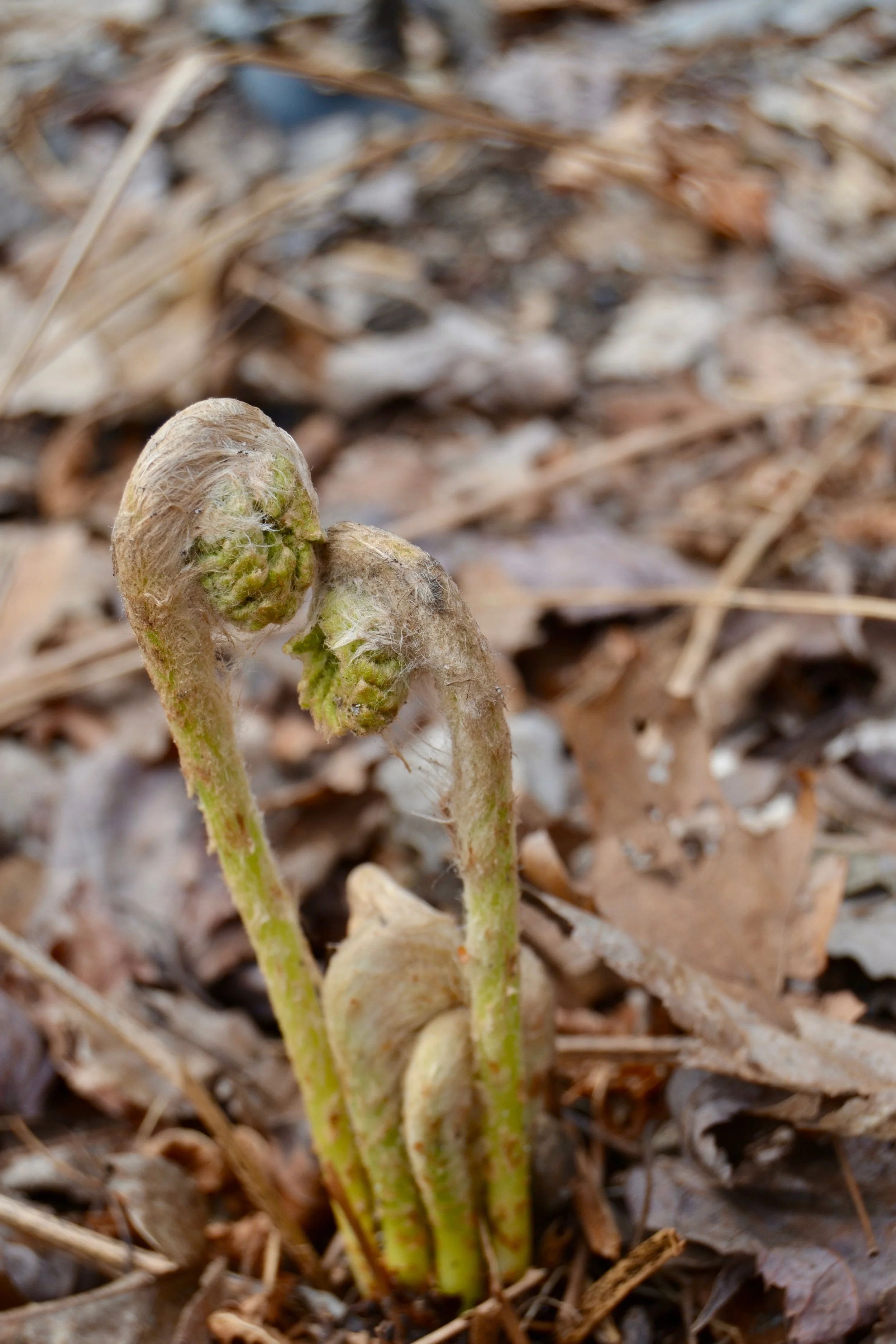 cinnamon fern fiddleheads.jpg