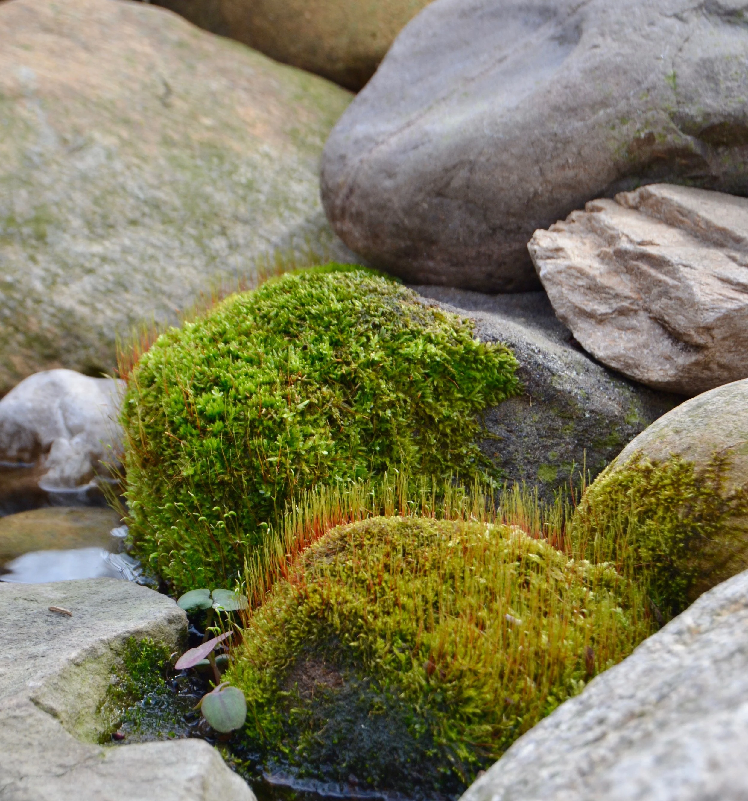 Moss on rocks2.jpg