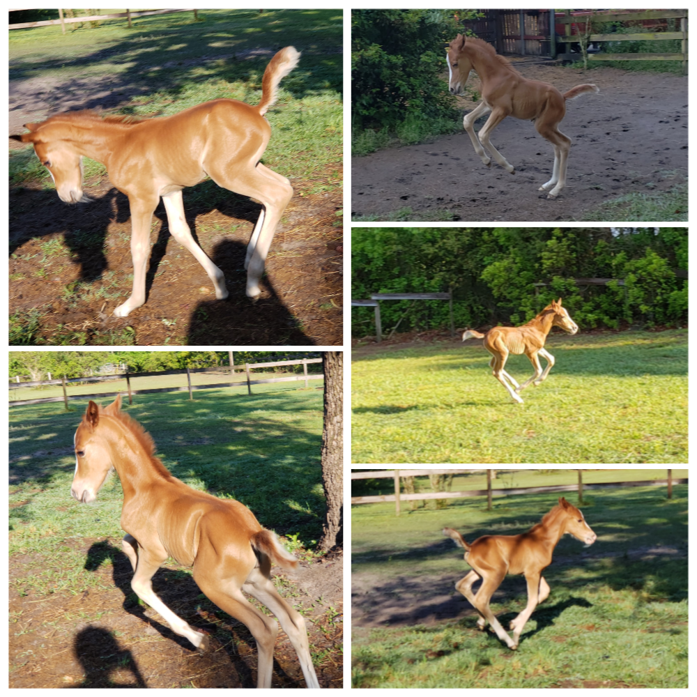 April 7, 2019 - Hermione’s adorable filly, Penelope, having some play time this morning 🙂