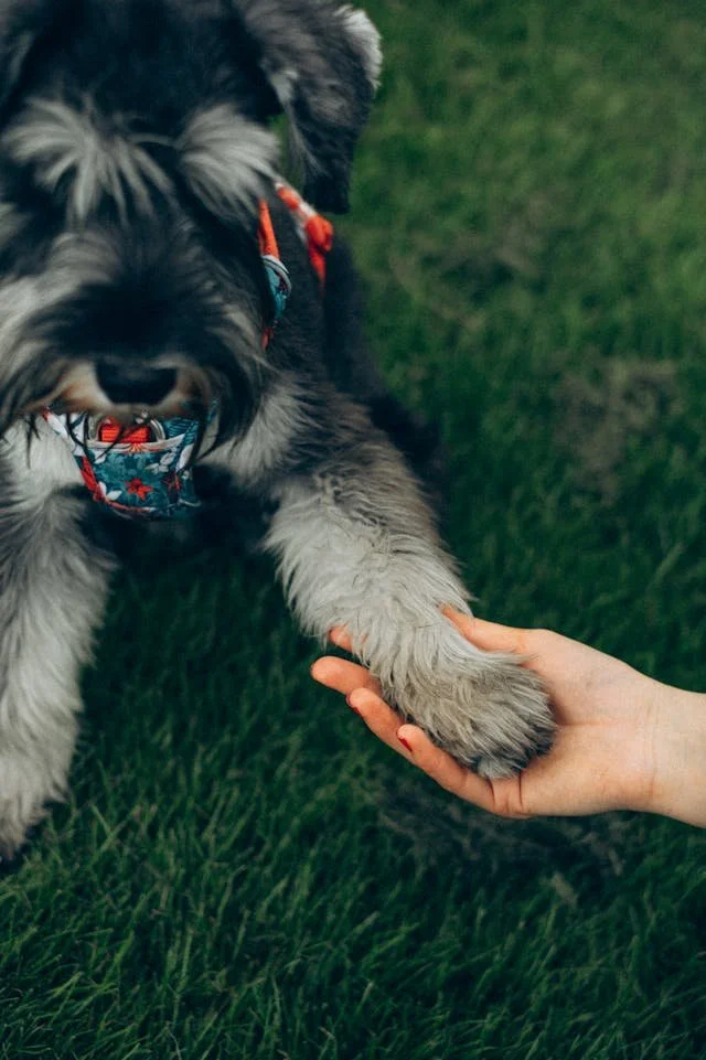 Woman Holding a Small Dog's Paw