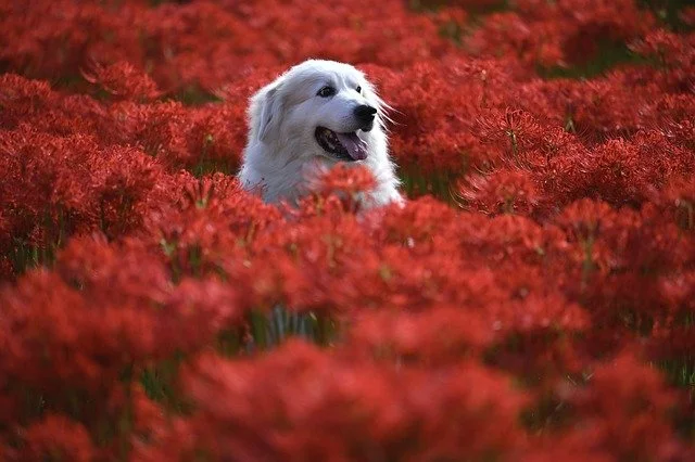 Large White Dog Sitting in a Field of Red Flowers