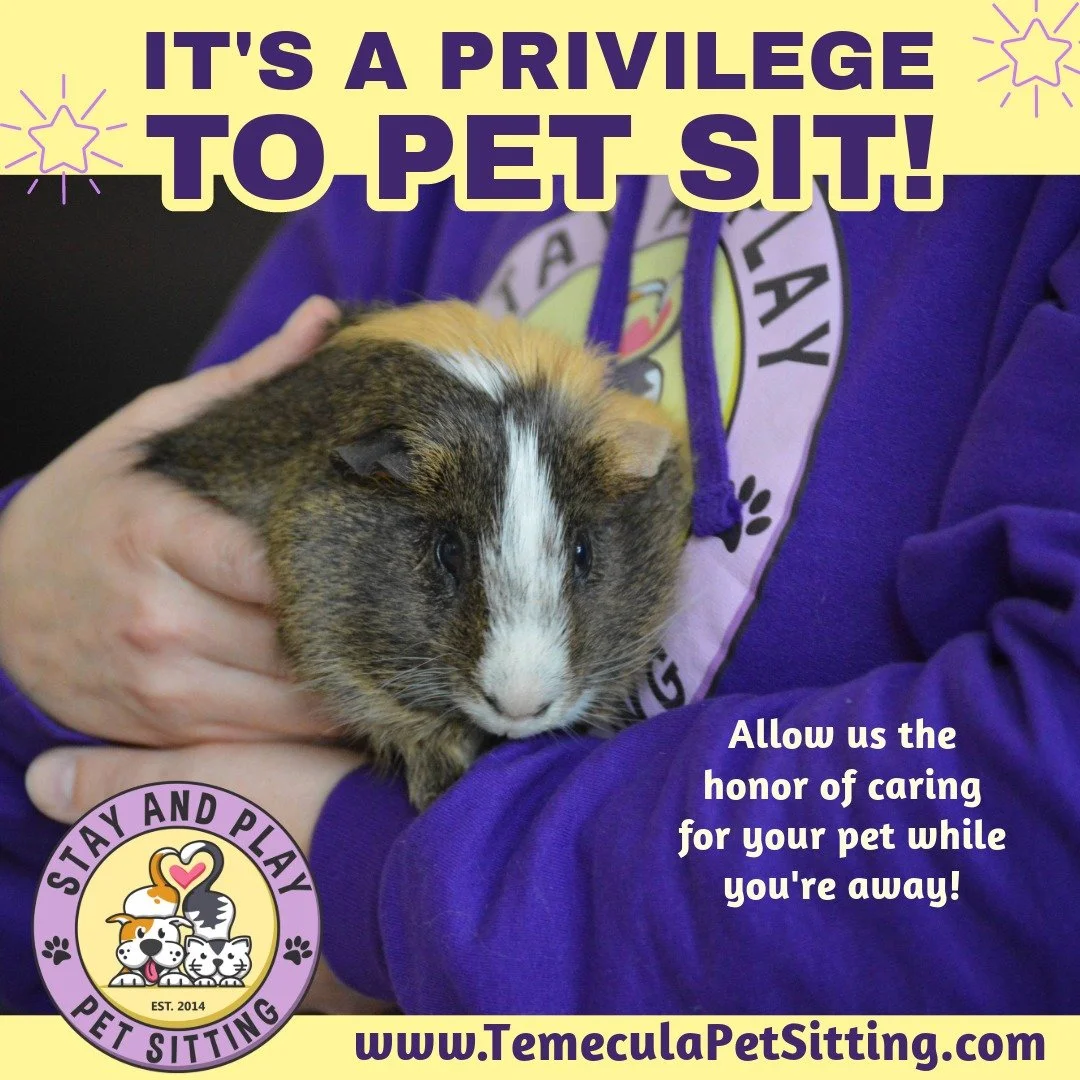 A pet sitter cuddling a small gray, brown and white hamster