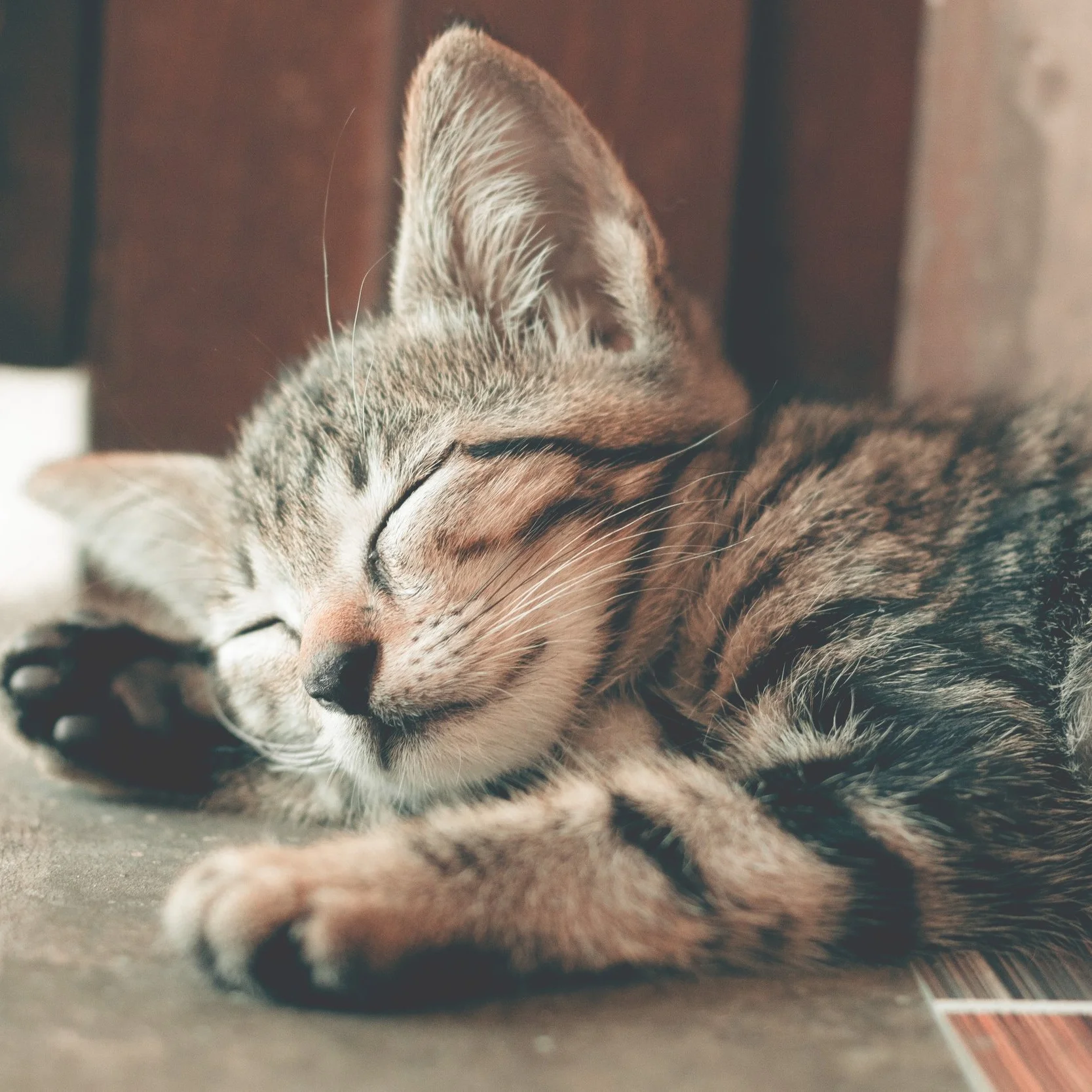 adorable-animal-animal-photography-1056251.jpg