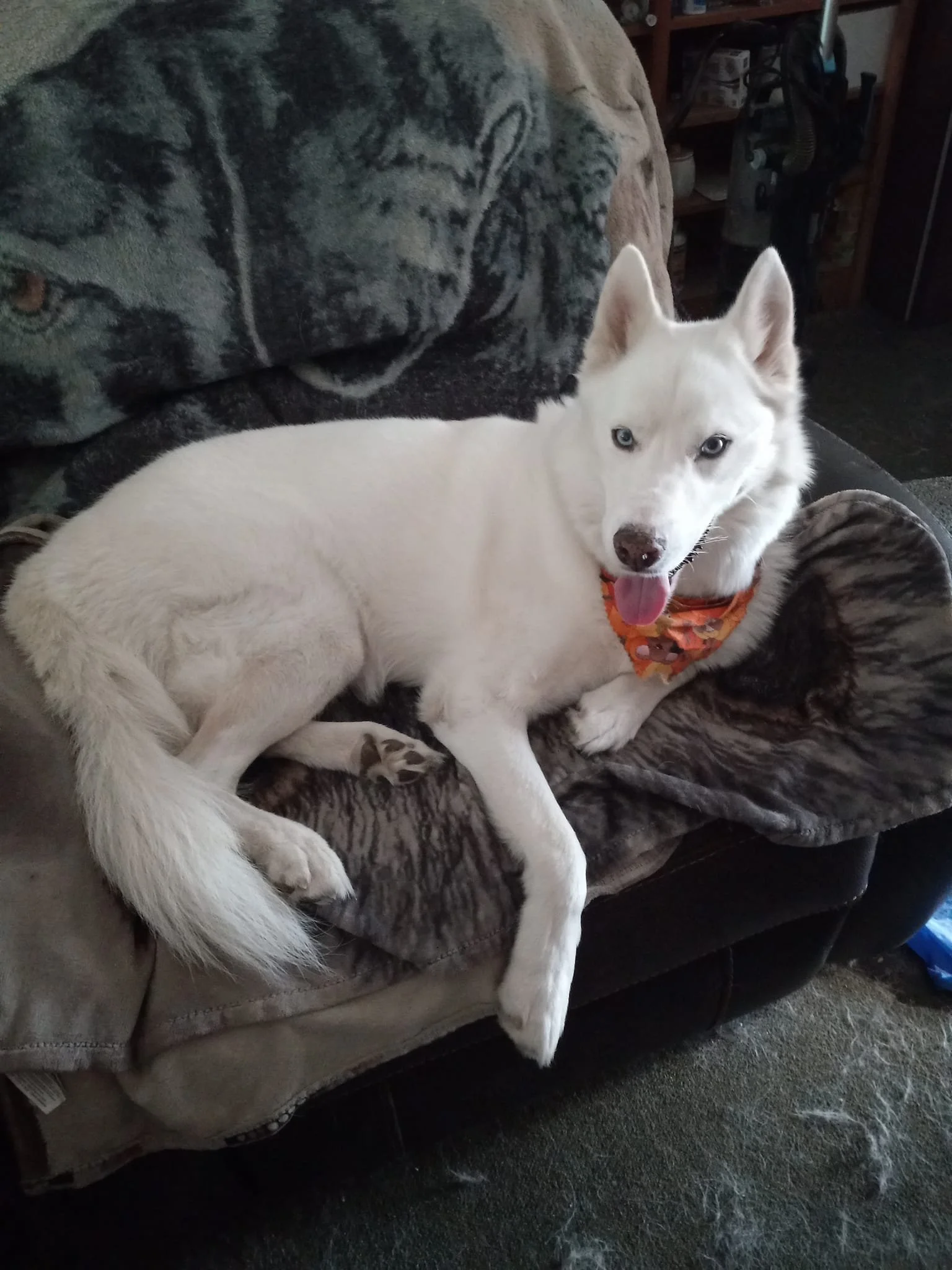 A Happy, Large White Dog Relaxing on the Family Couch!