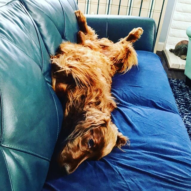 Quarantine chillin&rsquo;. Jasper knows how to relax on a cool spring day. If you or someone you know are looking for a professional, responsible, compassionate pet sitter near Temecula, CA to care for your pet&rsquo;s physical and emotional needs wh