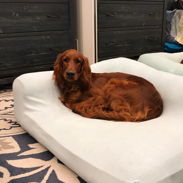 This is Jennie! She is a beautiful Irish Setter with anxiety and reactivity to sudden movements and unfamiliar sounds. If you are looking for someone Who Will do everything in her power to reduce fear, anxiety, and stress in your pet and will care fo