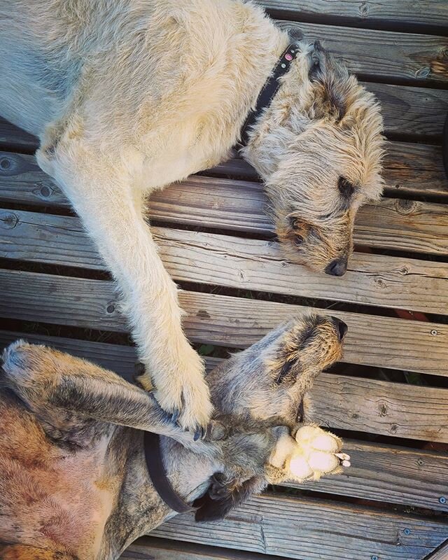 Mother and daughter's special bond. 💕 
#stayandplaypetsitting #dogmotherlove #doglove #irishwolfhoundsofinstagram