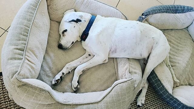 Have you ever had one of those days where your butt needs it's own bed/ pillow? It's a Ruff Life. 😆 
#stayandplaypetsitting #sleepingdogs #dogbed #relaxeddogs #dogfanaticss #doglife