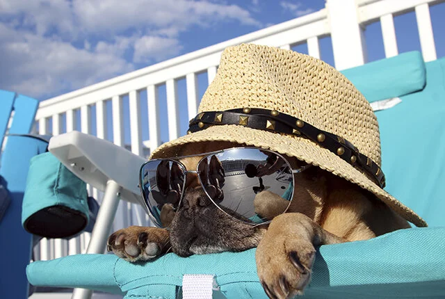how-to-keep-your-pug-cool-this-summer-feature.jpg