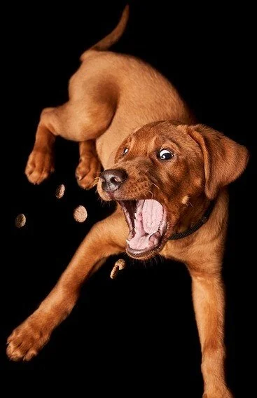 Brown Dog Trying to Catch Treats in the Air against a Black Background