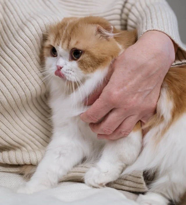 An Orange and White Cat with Flattened Ears and Dilated pupils indicating discomfort