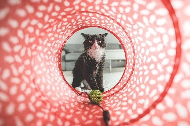 Black and White Cat Looking into a Cat Tunnel at a Cat Toy