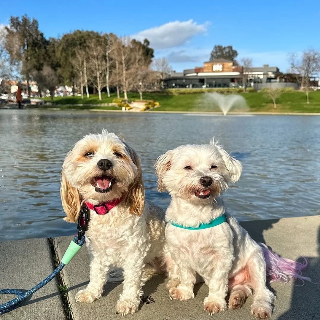 A Barks for Brews Event