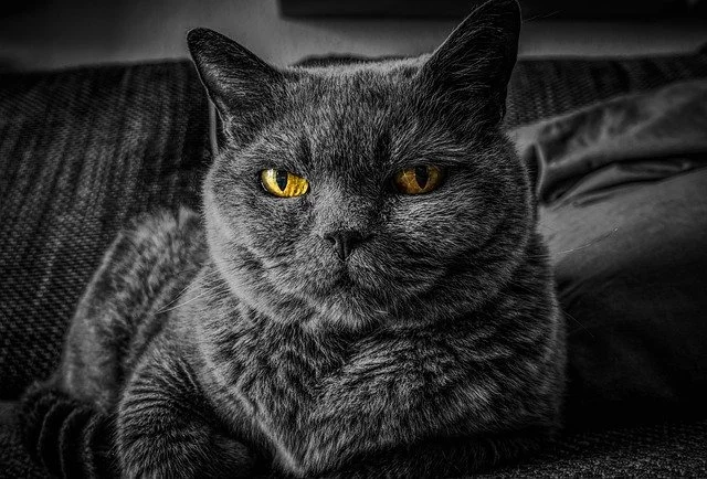 Dark Gray Cat with Golden Eyes Laying Down at Looking at the Camera
