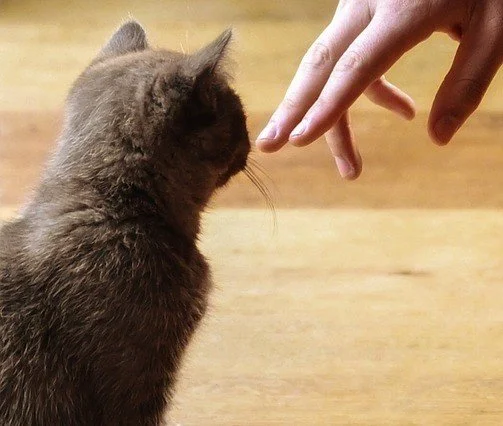 A person's hand reaching out to a gray cat who is sniffing it
