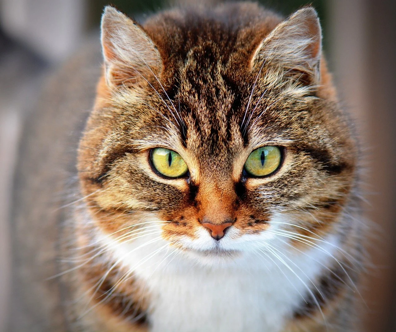 A Brown, Black and White Cat with green eyes looking intently at the camera
