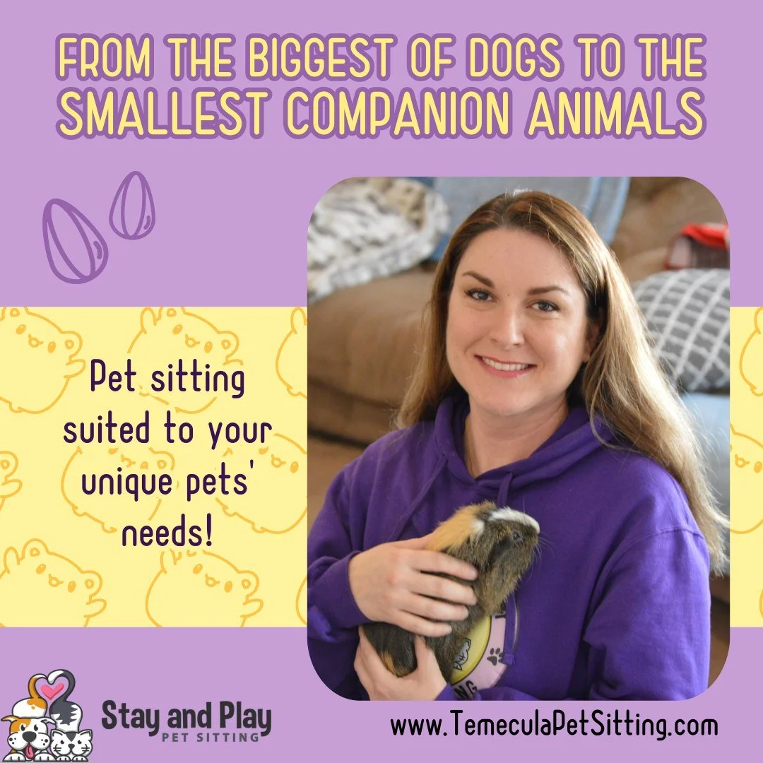 Owner, Melinda Meltzer, Expert Pet Sitter