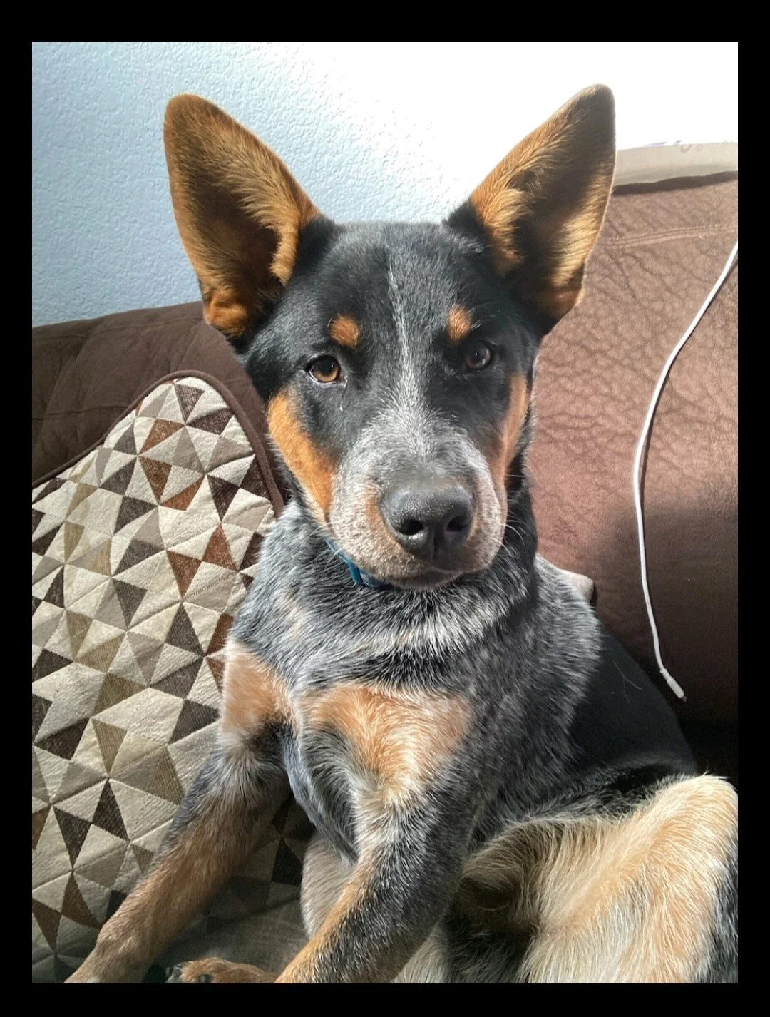 Small tri-color dog with large ears looking directly into the camera