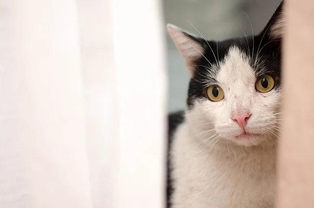 Cautious Black and White Cat Peeking Around a Curtain