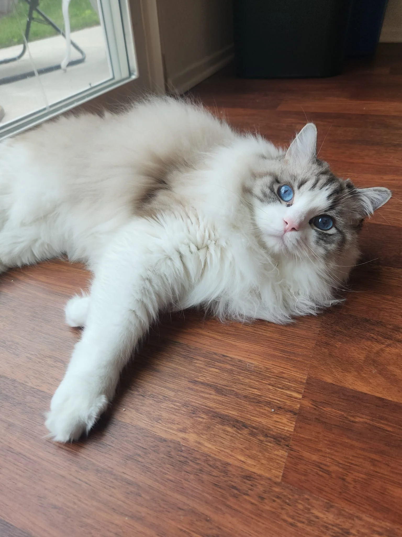 A Large, White and Fluffy Kitty Relaxing in the Comfort of Their Home