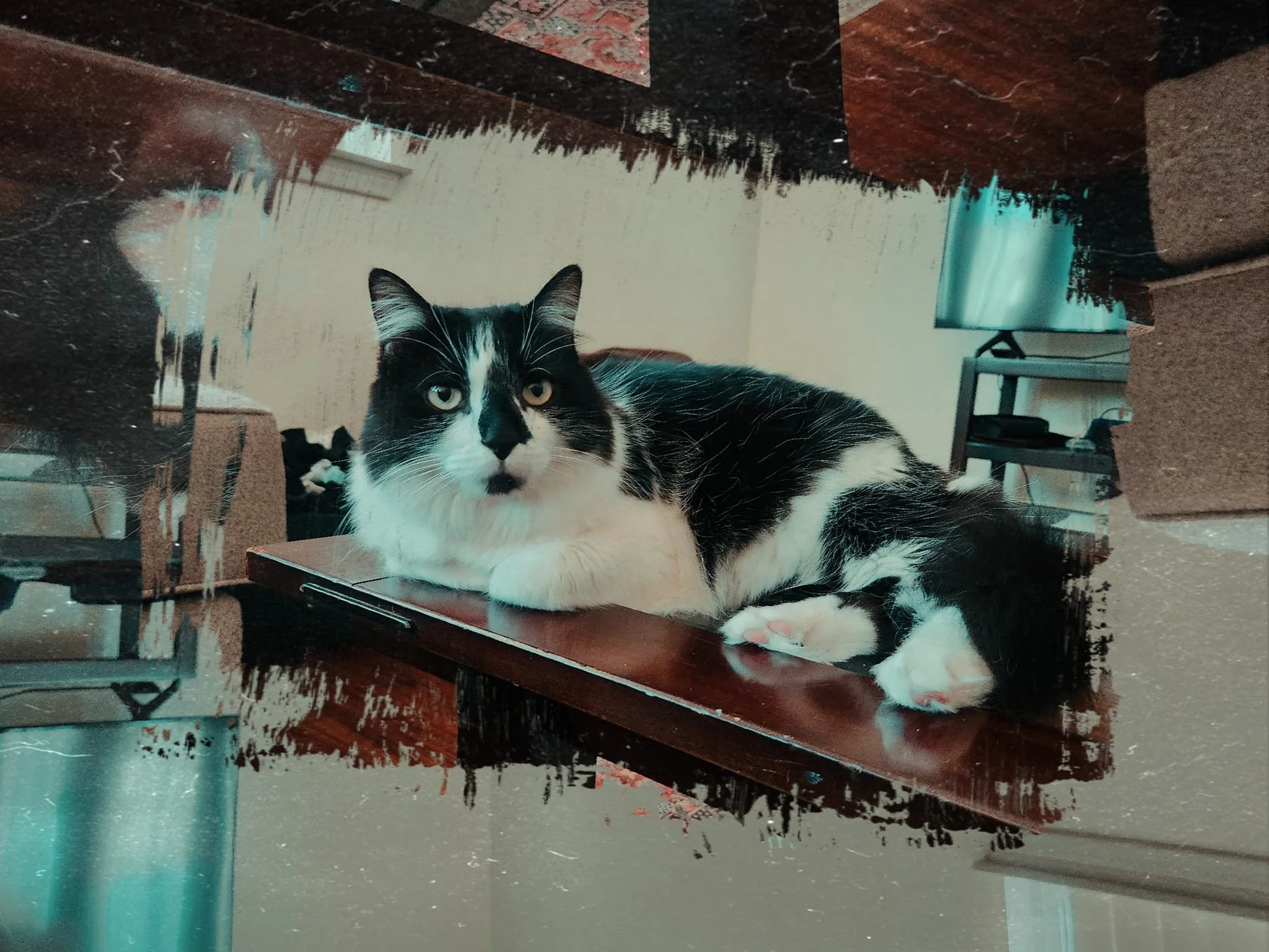 Large black and white cat lounging on a counter