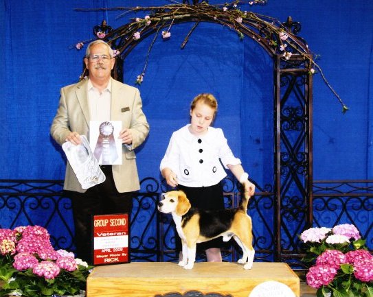 AKC CH and UKC BIS RBIS CCH Aggie's Leegle Beagle "Beagle" (RIP) AKC Group Placing Breeder: Gilbert Ahlhardt "Beagle" won multiple UKC Best in Show and Reserve Best in Show awards. He earned his AKC championship at 18 months. His first major, 3 points, was won at 7 months going BV over specials. Two 4-point majors followed on his path to champion. He also earned his UCI International Championship.