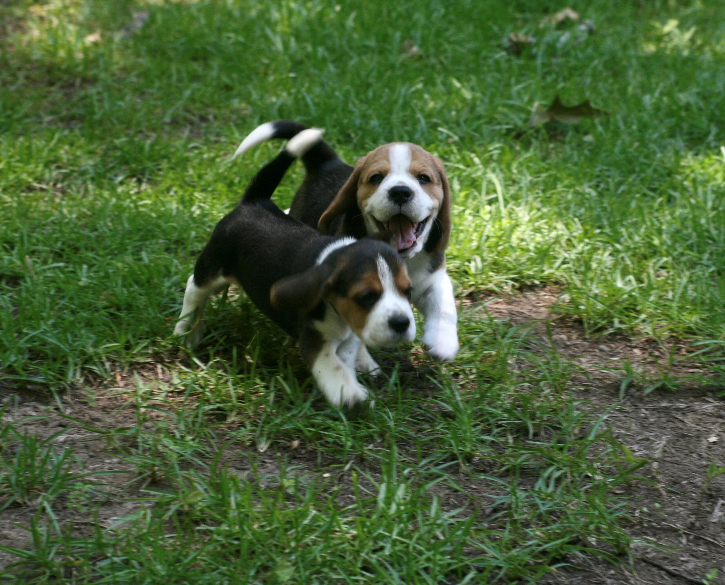puppypics2020.jpg