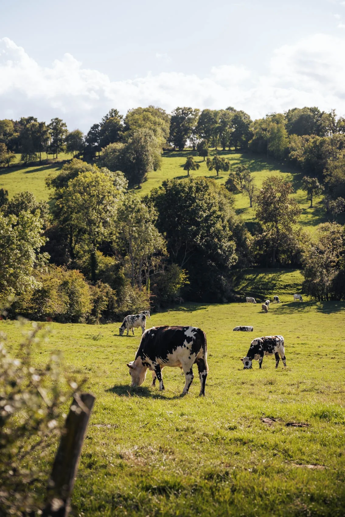 Week end Normandie Pays Auge route du cidre pomme vaches champs
