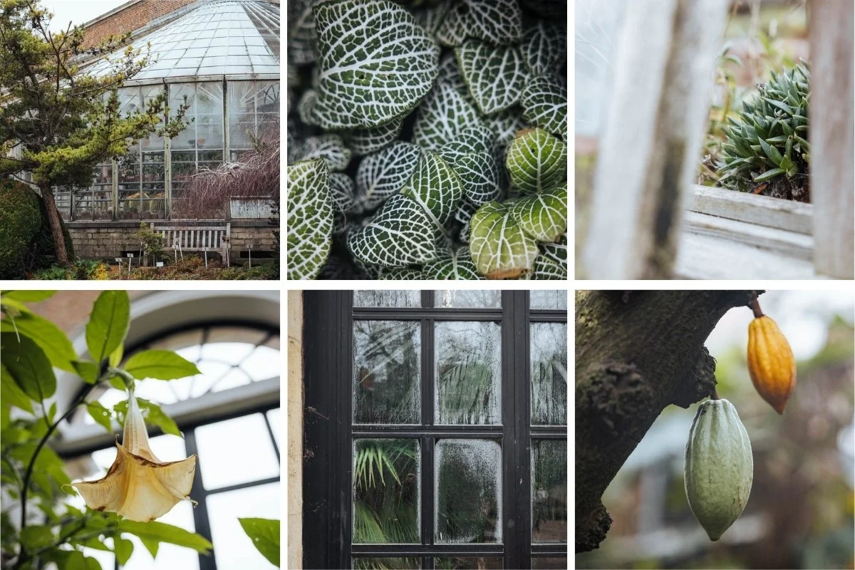 Louvain Leuven Belgique jardin botanique serre plantes tropicales cacao cabosse