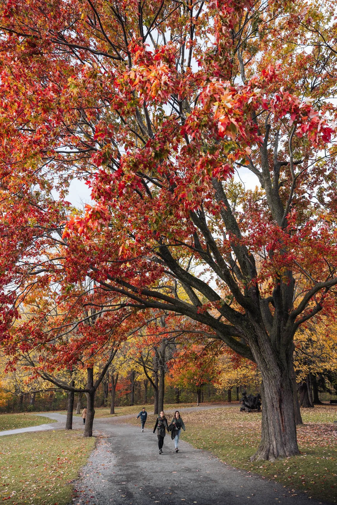 Itinéraire road trip Québec Montréal Automne parc Mont Royal érable rouge