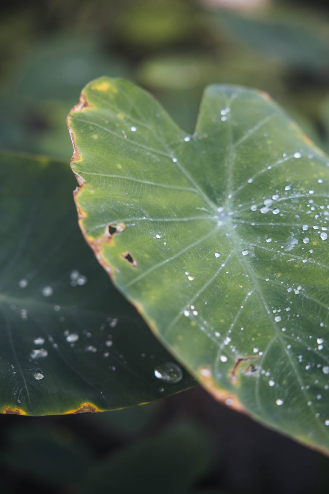 Louvain Leuven Belgique jardin botanique serre plantes tropicales