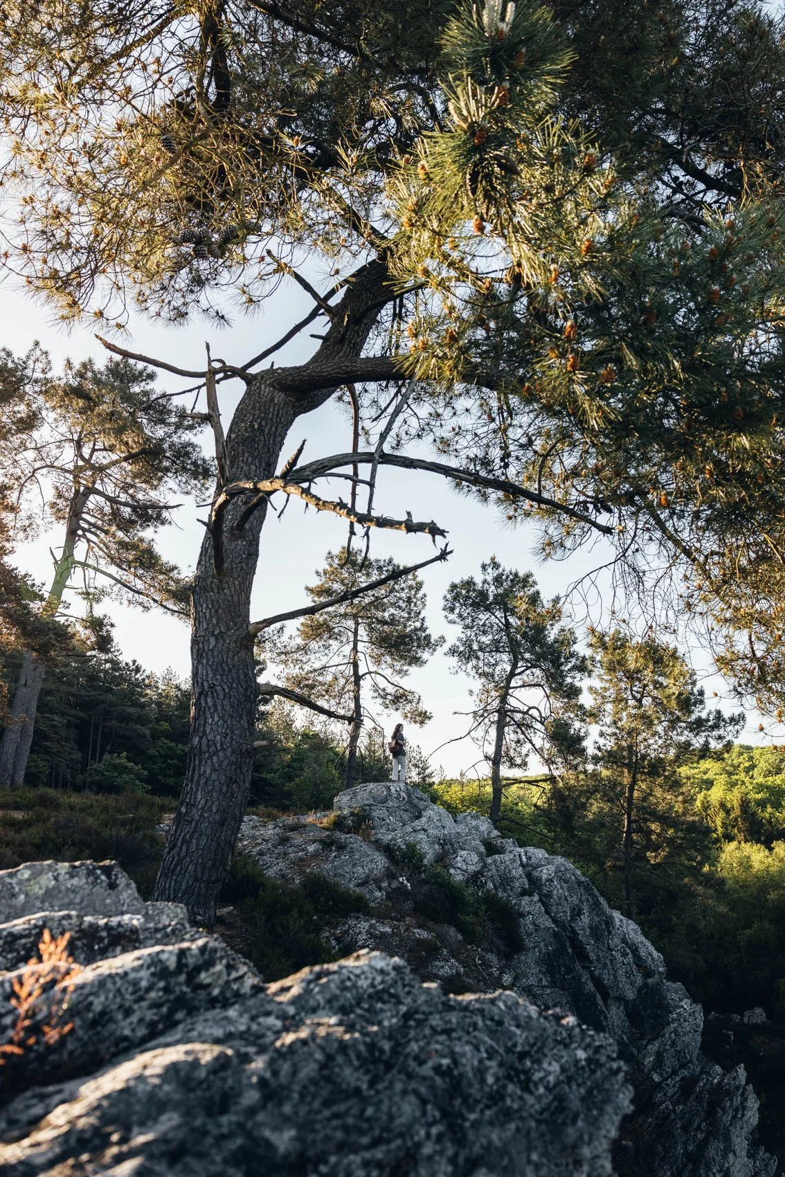 Une personne se tient sur un rocher en forêt, entourée de grands arbres avec des branches et des aiguilles de pin, sous un ciel clair.