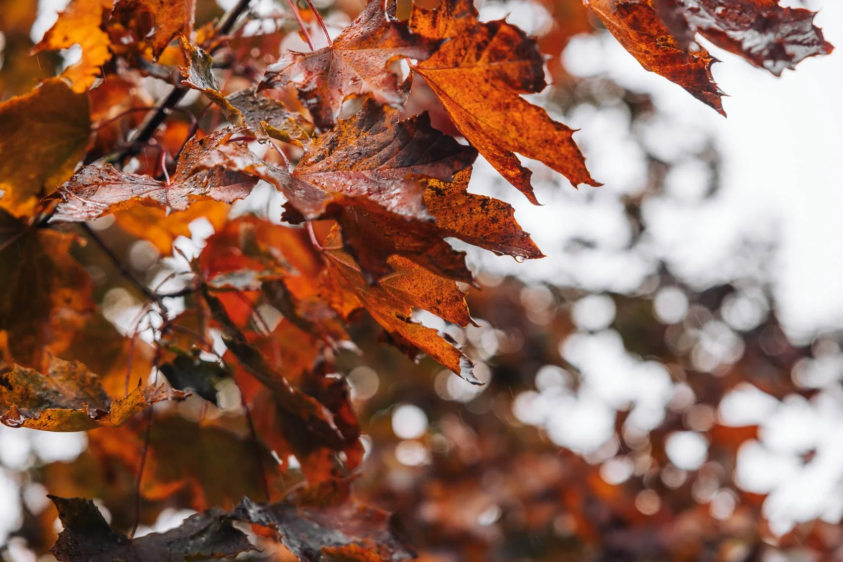 visiter Luxembourg château de Beaufort extérieur automne