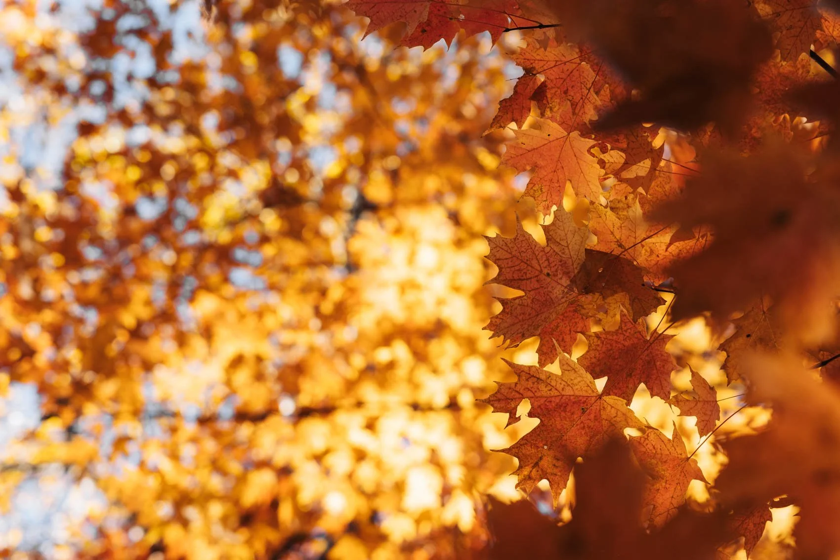 Itinéraire road trip Québec Automne Parc Lanaudière Mauricie chutes sainte Ursule feuilles